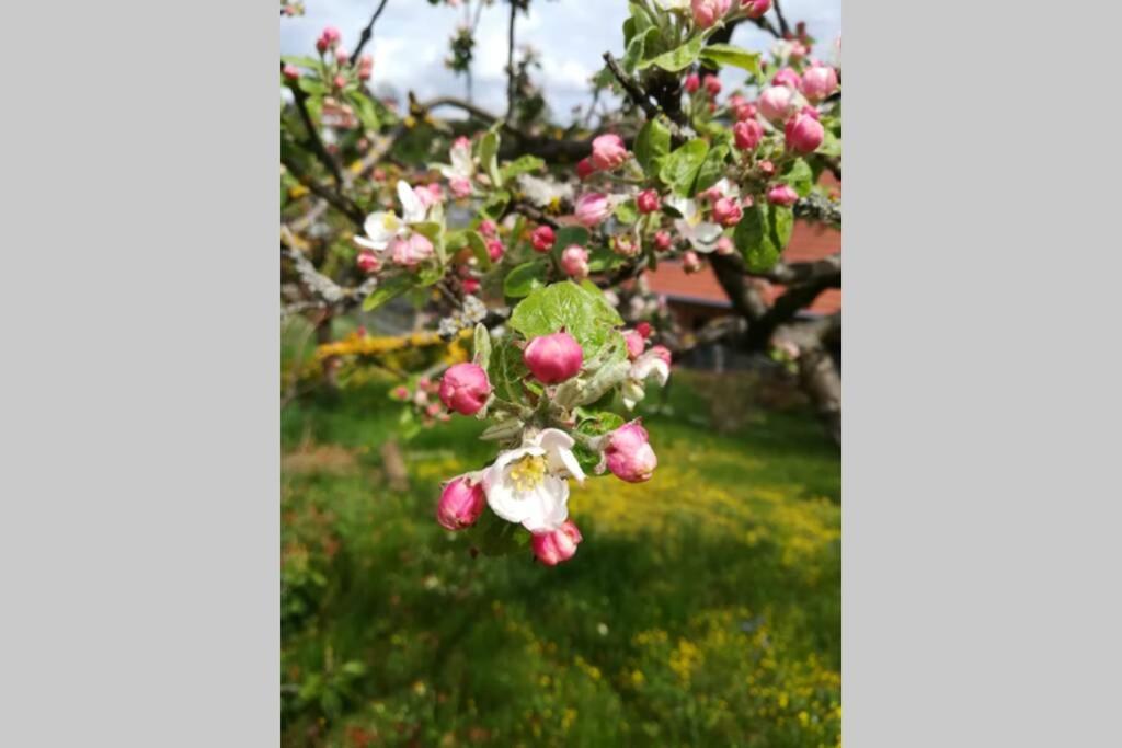 Ferienhaus Zum Kuckuck, Wng 2, Urlaub Im Eichsfeld Kallmerode Esterno foto